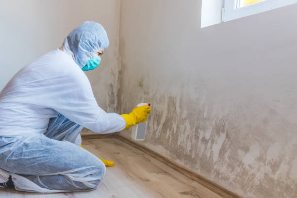 Licensed Black Mold Removal service in Williamsburg, KY - WQB Mold Removal