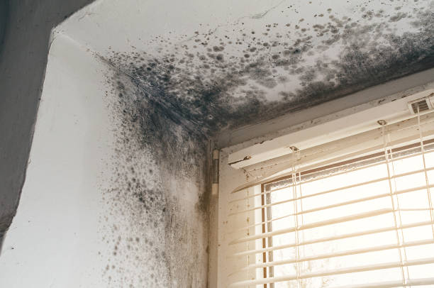 Affordable Black Mold Removal solutions in Williamsburg, KY
